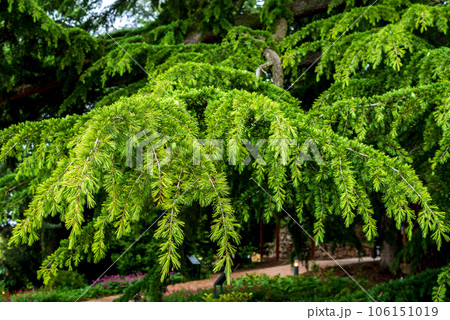 Cedrus deodara, the deodar cedar, Himalayan cedar, or deodar. 106151019