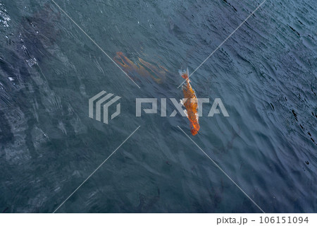 Colorful Koi Carp Fish swimming in a lake. 106151094