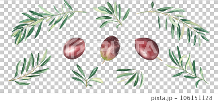 Olive branches and red olives set isolated on white background. Watercolor hand drawn botanical illustration. Can be used for menu, logos and product, food packaging design Olive branches and red olives set isolated on white background. Watercolor hand drawn botanical illustration. Can be used for menu, logos and product, food packaging design 106151128