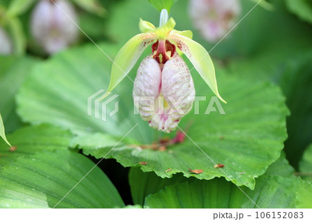 クマガイソウの花 クマガイソウの花 106152083