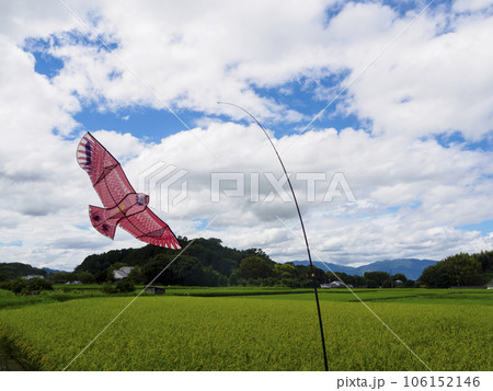 田んぼの稲が実りはじめた 106152146