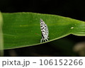 ゴイシシジミ 106152266