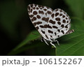 ゴイシシジミ 106152267