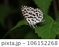 ゴイシシジミ 106152268