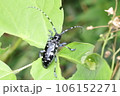 ゴマダラカミキリ 106152271
