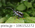 翅を広げようとするゴマダラカミキリ 106152272
