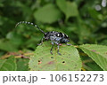 ゴマダラカミキリ 106152273