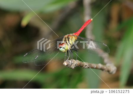 マイコアカネ マイコアカネ 106152275