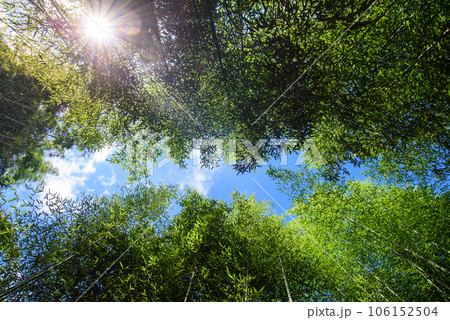 bamboo forest with beautiful green natural background in blue sky bamboo forest with beautiful green natural background in blue sky 106152504