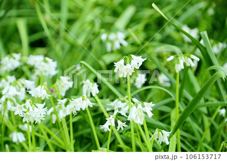 シラーの花 シラーの花 106153717