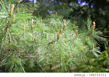 アカマツの花芽 アカマツの花芽 106153722