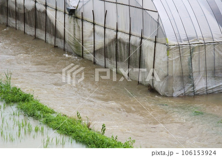 水害　豪雨によりハウスに大量の水が流れている様子　7月の稲の植る時期、水害で稲が水に浸かる状態 106153924