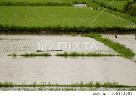 水害 豪雨 7月の稲の植る時期、用水路が氾濫し稲が水に浸かる状態 水害 豪雨 7月の稲の植る時期、用水路が氾濫し稲が水に浸かる状態 106153985