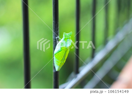 アゲハ蝶の緑色の蛹がフェンスに固定している様子　ナミアゲハの蛹 106154149