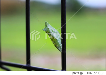 アゲハ蝶の緑色の蛹がフェンスに固定している様子　ナミアゲハの蛹 106154152