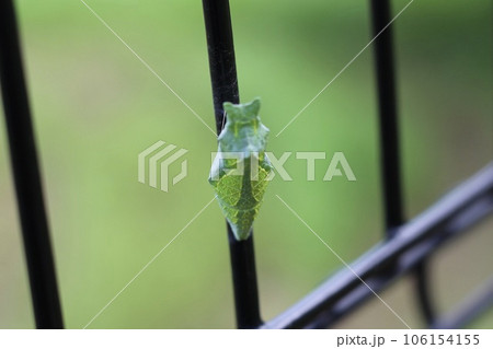 アゲハ蝶の緑色の蛹がフェンスに固定している様子　ナミアゲハの蛹 106154155