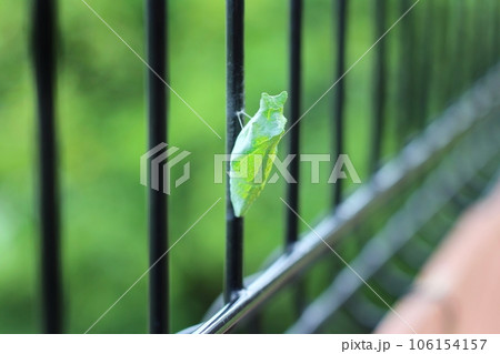 アゲハ蝶の緑色の蛹がフェンスに固定している様子　ナミアゲハの蛹 106154157
