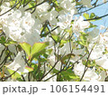 ゴヨウツツジ 106154491