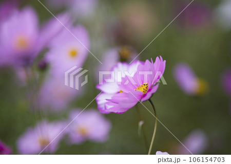 コスモス畑にコスモスの花が咲いています。 コスモス畑にコスモスの花が咲いています。 106154703
