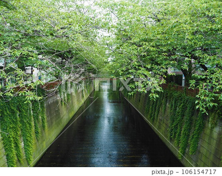 桜の名所として知られる目黒川の風景 桜の名所として知られる目黒川の風景 106154717