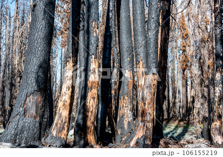 Charred remains in Lassen Volcanic National Park after a forest fire 106155219