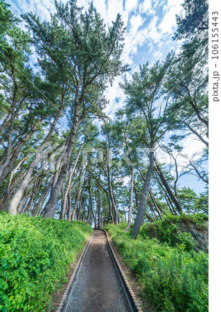 「青森県」淀の松原・遊歩道 種差海岸 「青森県」淀の松原・遊歩道 種差海岸 106155443