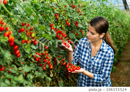 Positive woman harvesting fresh red cherry tomatoes 106155524