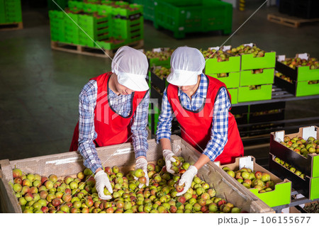 Women during packaging pears to crates Women during packaging pears to crates 106155677