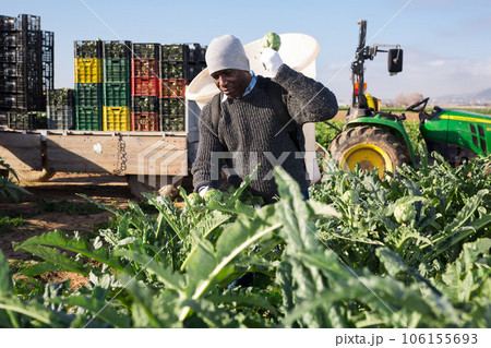 Man harvesting ripe artichoke buds in basket 106155693
