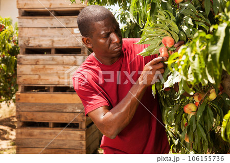 man engaged in cultivation of peaches gathering harvest 106155736