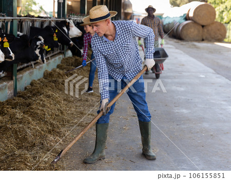 Portrait of male farm worker feeding cows 106155851