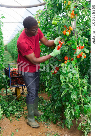 Happy farm owner picks ripe red tomatoes 106156569