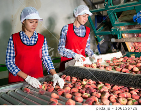 Young women in uniform working on peaches sorting line at warehouse 106156728