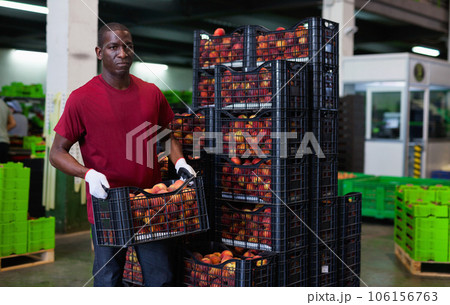 Positive Afro workman stacking boxes with harvested peaches on fruits sorting department 106156763