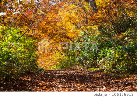 秋の猫魔ヶ岳・雄国沼トレッキング（雄国沼休憩舎～雄国沼湿原） 106156915