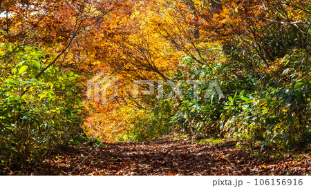 秋の猫魔ヶ岳・雄国沼トレッキング（雄国沼休憩舎～雄国沼湿原） 106156916