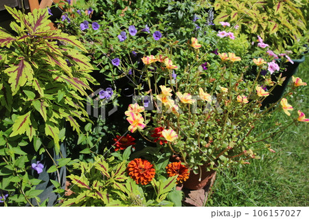 たくさんの花の寄せ植え＆寄せ鉢 106157027
