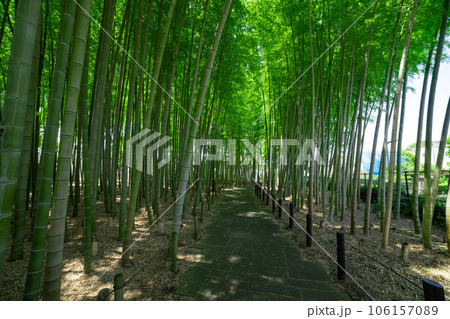 大門竹の子公園の新緑の竹林【エコイメージ】 106157089