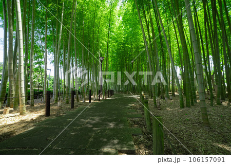 大門竹の子公園の新緑の竹林【エコイメージ】 106157091