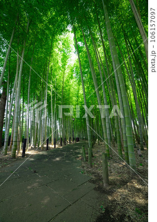 大門竹の子公園の新緑の竹林【エコイメージ】 106157097