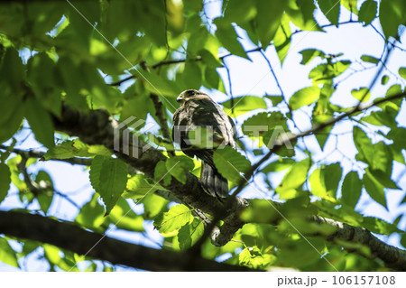 木陰のツミ 106157108