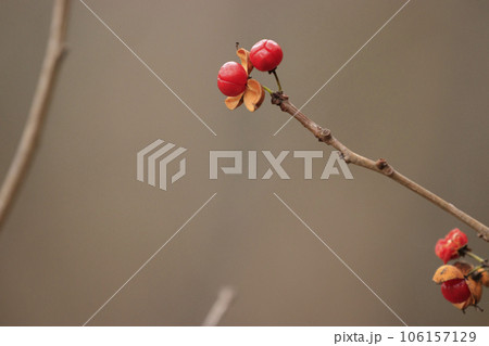 初冬の森景色　川の裂けたツルウメモドキの実 106157129