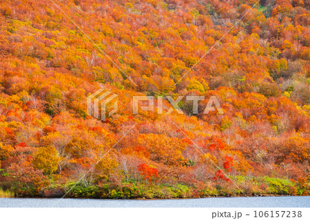 秋の猫魔ヶ岳・雄国沼トレッキング（雄国沼の紅葉） 106157238