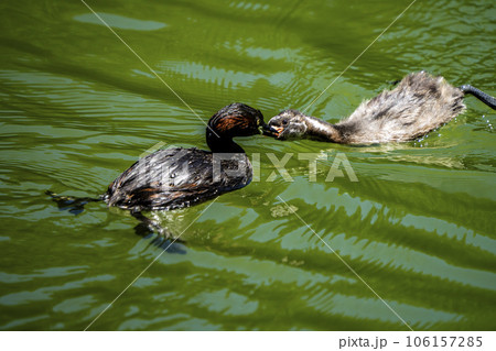 子に餌を与えるカイツブリ 106157285
