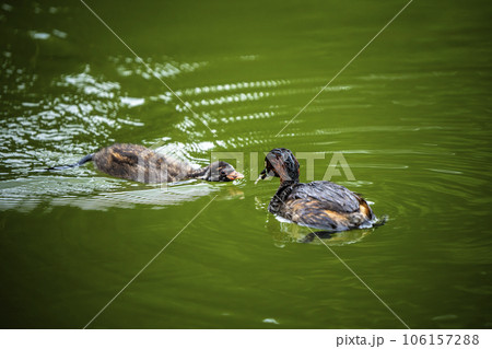 子に餌を与えるカイツブリ 106157288
