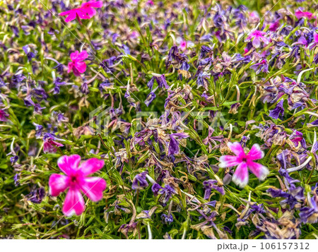 枯れゆく小さな春の花たち 枯れゆく小さな春の花たち 106157312