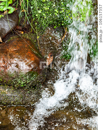 背景素材　夏の清涼な景色　清らかな湧水の流れと小さな滝 106157357