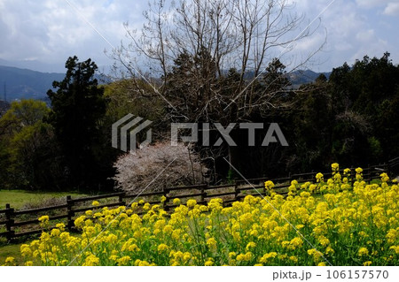 菜の花と桜と雑木林　【相模原市津久井　3月】 106157570