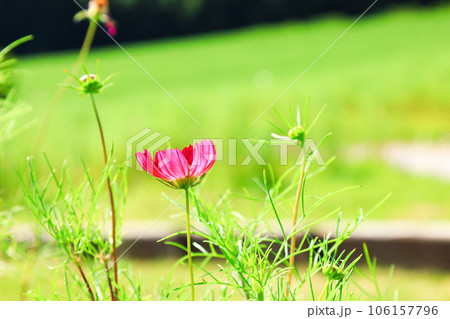 晴れた秋の日に咲く一輪のコスモスの花 晴れた秋の日に咲く一輪のコスモスの花 106157796