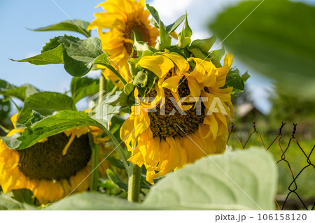 A beautiful sunflower with long yellow petals in the field. Calm tranquil moment in countryside. Sunflower growing in evening field. Atmospheric summer wallpaper, space for text A beautiful sunflower with long yellow petals in the field. Calm tranquil moment in countryside. Sunflower growing in evening field. Atmospheric summer wallpaper, space for text 106158120